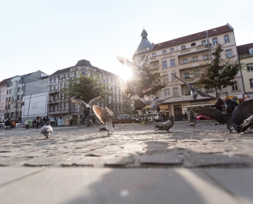 Tauben auf dem Alfred Scholz Platz